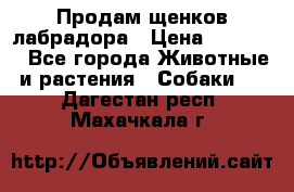 Продам щенков лабрадора › Цена ­ 20 000 - Все города Животные и растения » Собаки   . Дагестан респ.,Махачкала г.